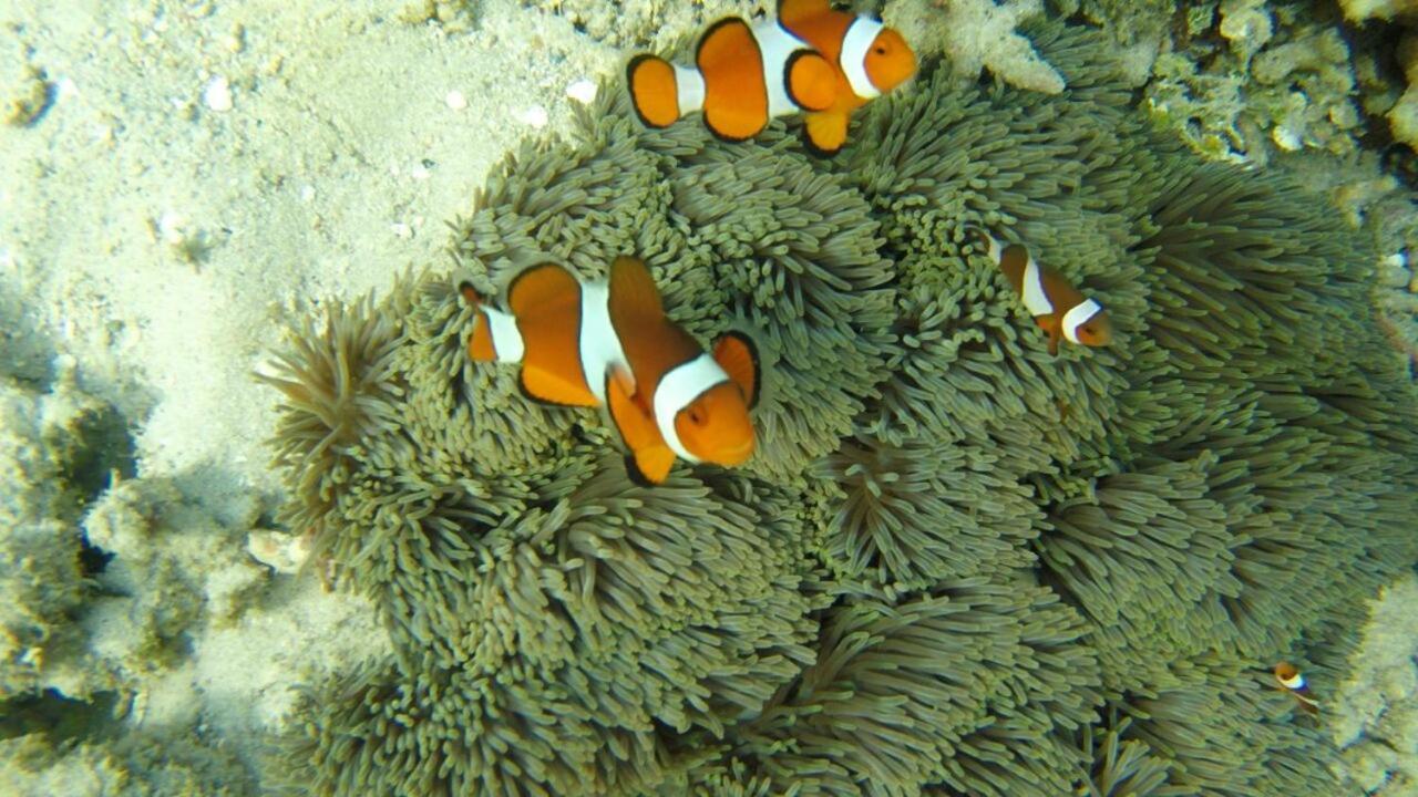 Bidara Maison d'hôtes 2*